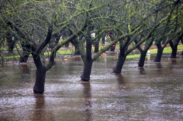 ALMOND ORCHARD FLOODING